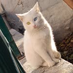 Deniz