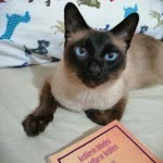 Feriha