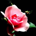 Dilek