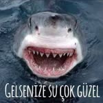 Ayşenur