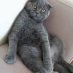 Sümeyye