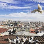 Yavuz