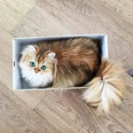 Betül
