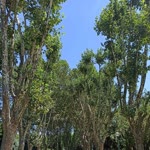 Sema