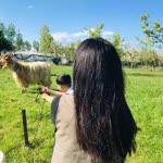 Aslina