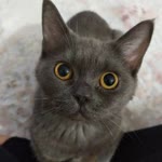 Eyüb