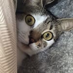Fatma