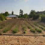 Serkan