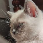 Nazilk
