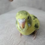 Furkan
