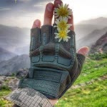 Şahin