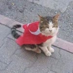 Ferhat