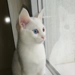 Selda