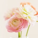 Elif