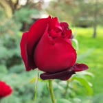 Muhammet
