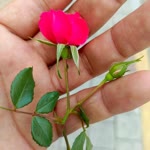 Okan