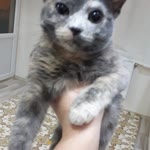 Kadir