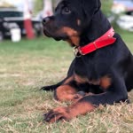 Ali