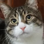 Selda
