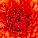 Nazan