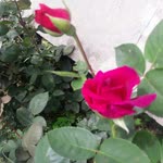Muhammed