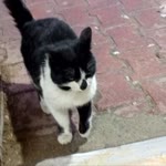 Okan