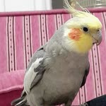 Şükrü