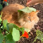 Zeynep