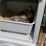 Ferdi