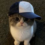 Bibi
