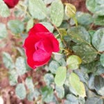 Osman