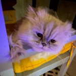 Hanife