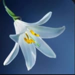 Meral