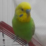 Ali
