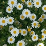 Ayten