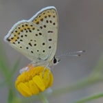 Aynur