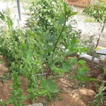 Serkan