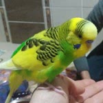 Profil fotoğrafı