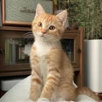 Zeynep