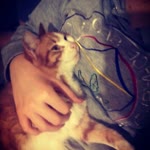 Buse