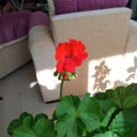 Serdar