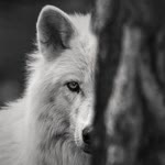 Tolga