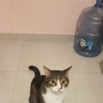 Songül