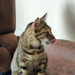 Abdullah