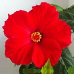 Sibel
