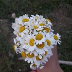 Sevilay