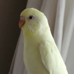 Eylül