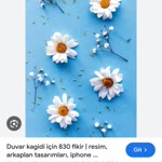 Habibe