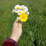 Havva