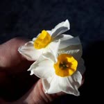 Gülden
